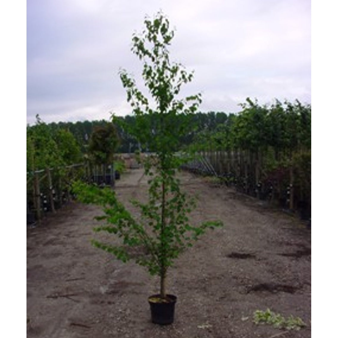 Katsuraträd – Cercidiphyllum japonicum - C35 10/12 200 CM Stem